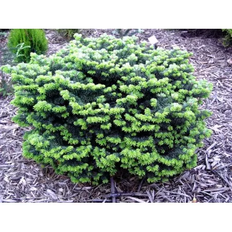 Abies balsamea ‘Nana’ – powolna, bardzo gęsta.