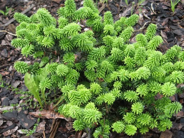 Abies balsamea ‘Piccolo’ – bardzo zwarta forma.