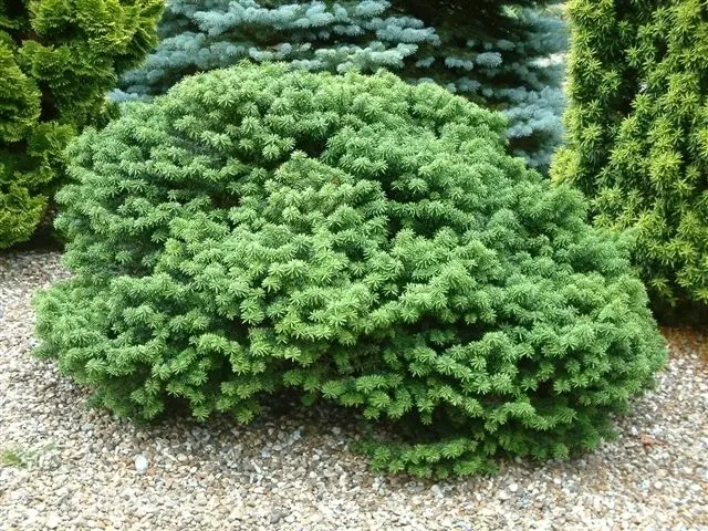 Abies balsamea ‘Hudsonia’ – karłowa poduszkowa.