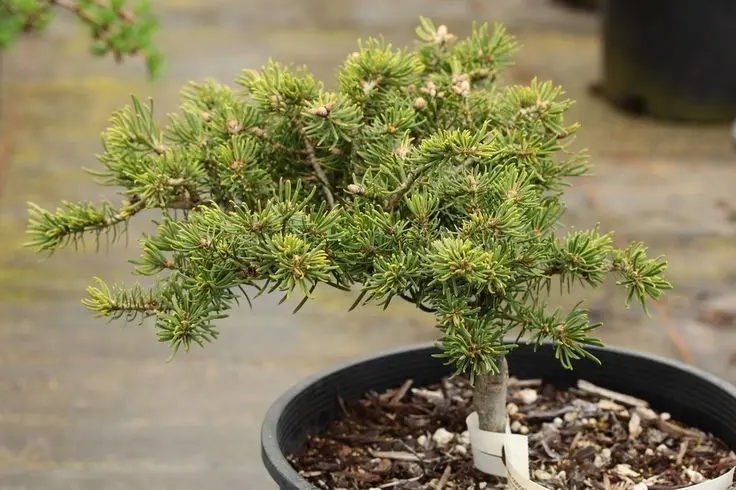 Abies concolor ‘Scooter’ – kompaktowa, niebieskawa.