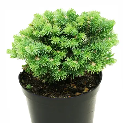 Abies concolor ‘Blue Baby’ – srebrzysta, karłowa.