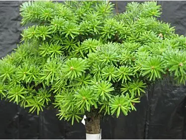 Abies grandis ‘Compacta’ – zaskakująco zwarta grandis.