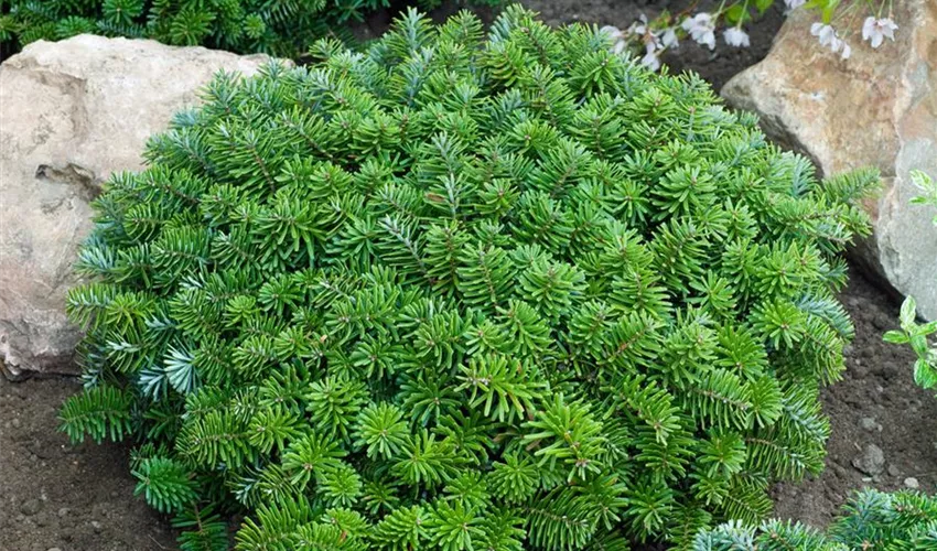Abies koreana ‘Dark Hill’ – niska półkulista.