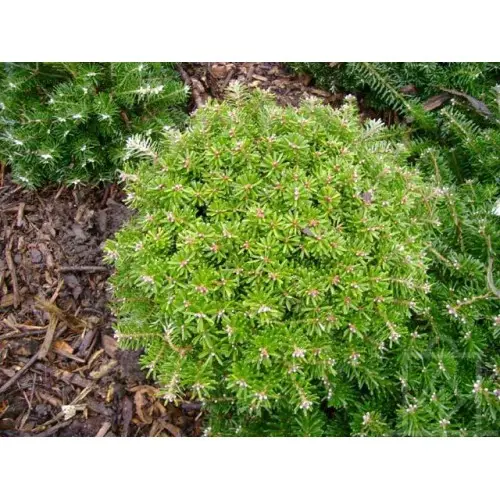Abies koreana ‘Nadel Kissen’ – bardzo karłowa.