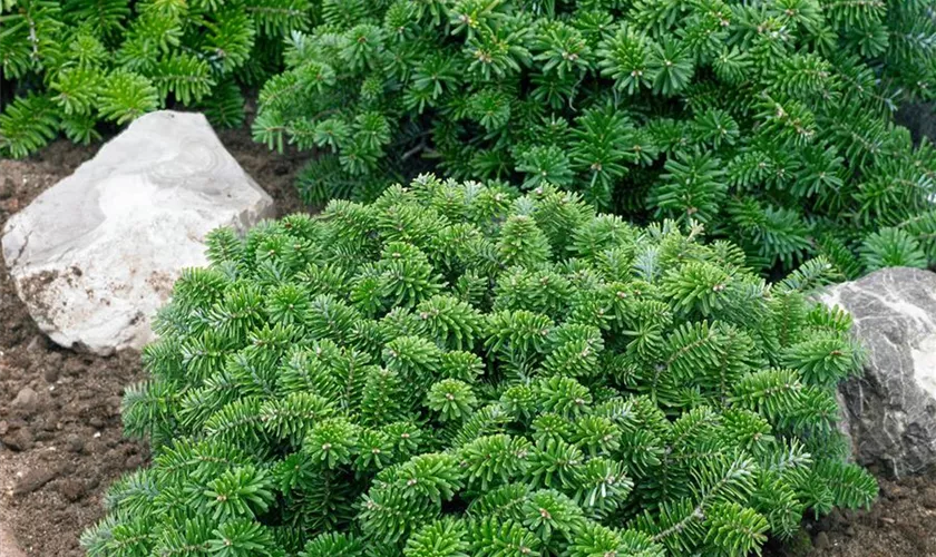 Abies koreana ‘Pancake’ – płasko-poduszkowa forma.
