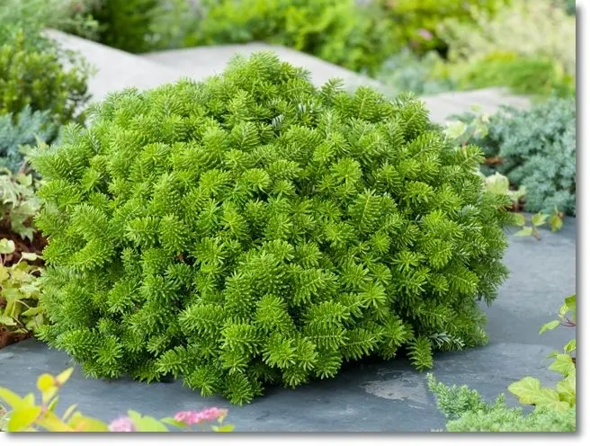 Abies koreana ‘Brilliant’ – jasne przyrosty, karłowa.