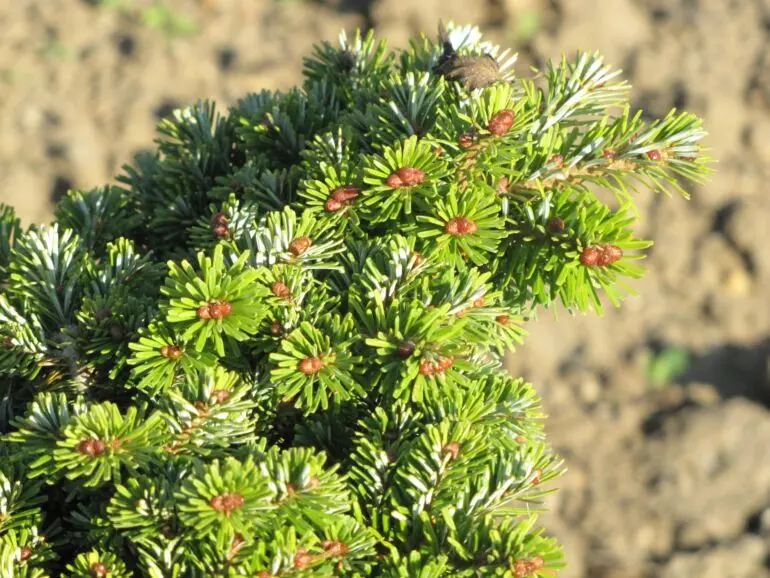 Abies veitchii ‘Schneverdingen’ – gęsta, powolna.