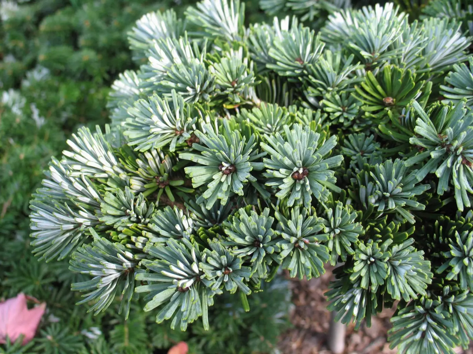 Abies veitchii ‘Rumburk’ – dekoracyjna, na chłodniejsze stanowiska.
