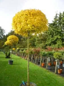 Acer campestre ‘Nanum’ – kulista, karłowa forma do donic.