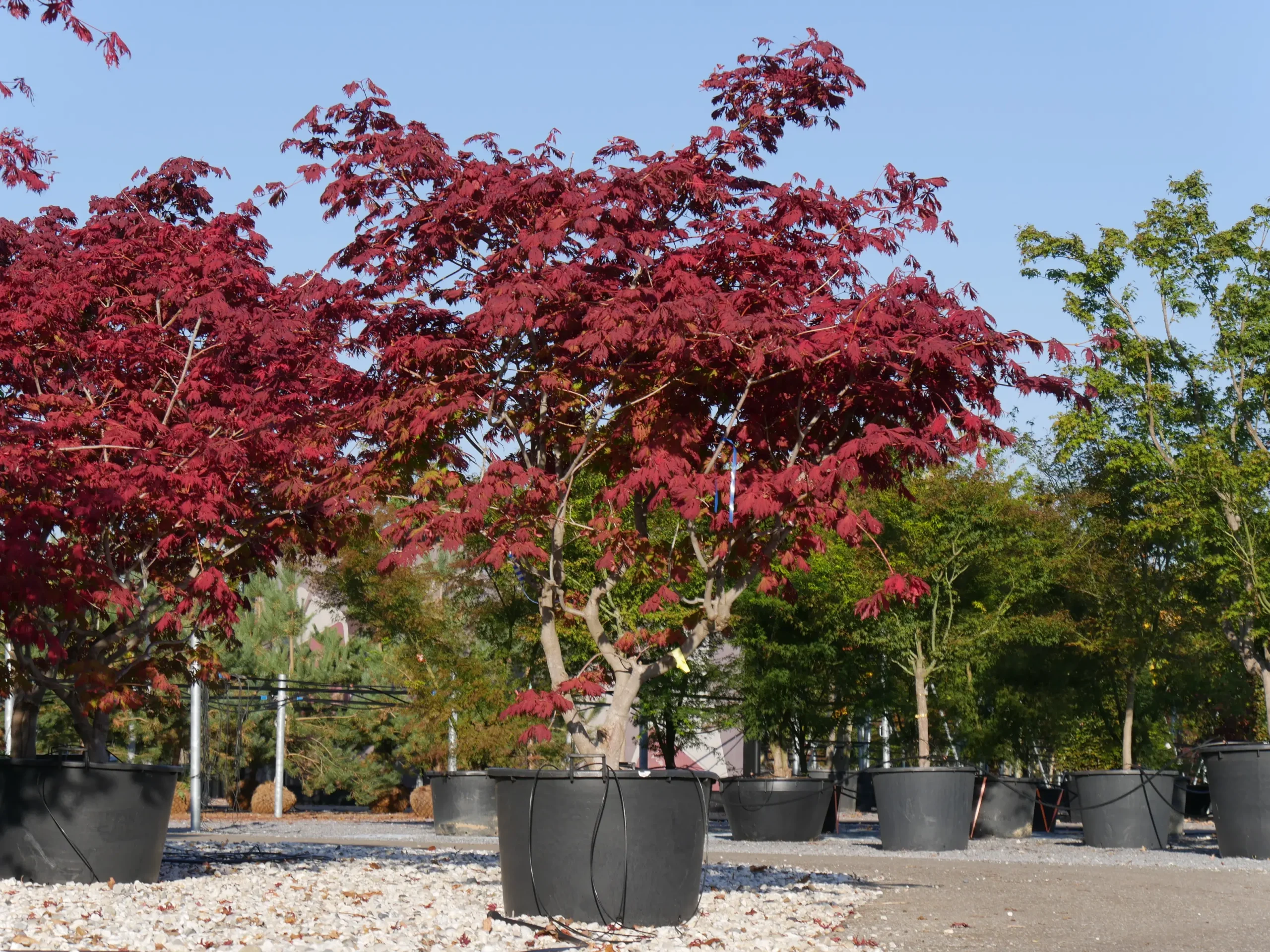 Acer japonicum ‘Aconitifolium’ – kompaktowy klon japoński.