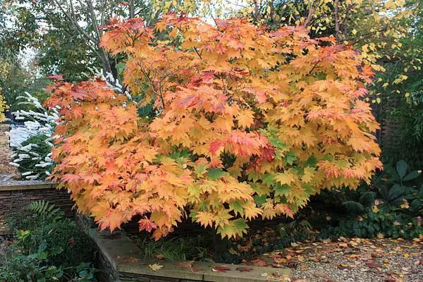 Acer japonicum ‘Vitifolium’ – efektowna jesienna barwa.