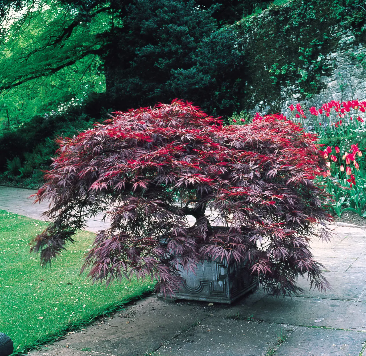 Acer palmatum ‘Dissectum’ – ażurowe liście, forma parasolowa.