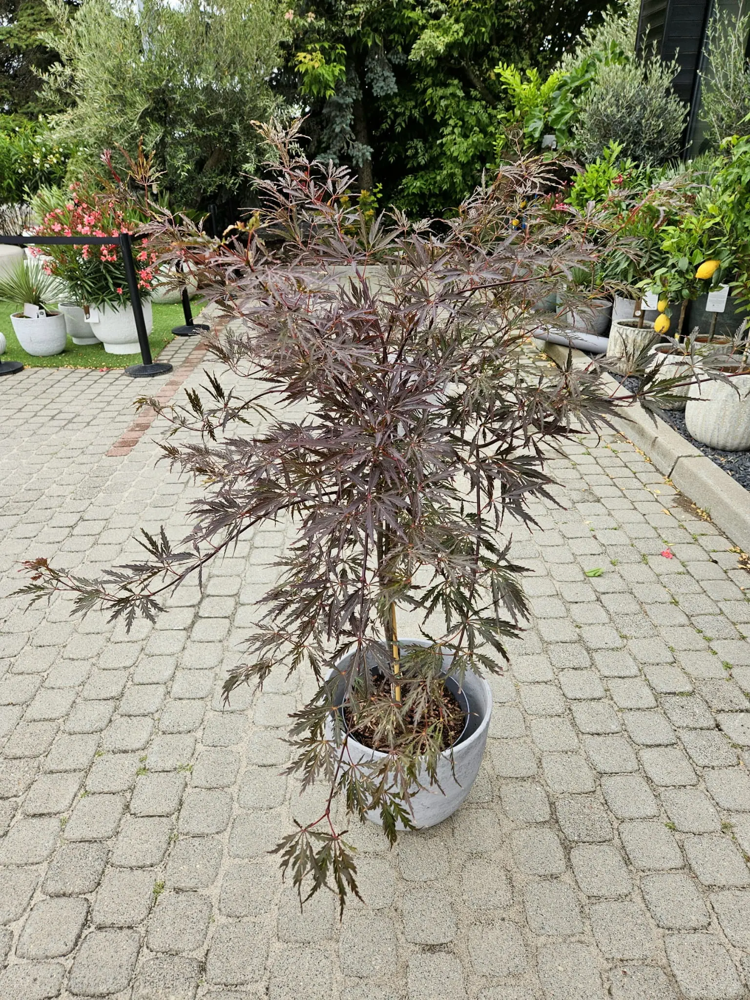 Acer palmatum ‘Garnet’ – karminowa odmiana do większej donicy.