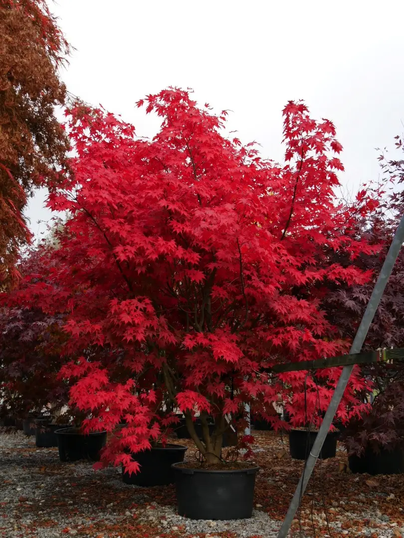 Acer palmatum ‘Atropurpureum’ – bordowy klon palmowy.
