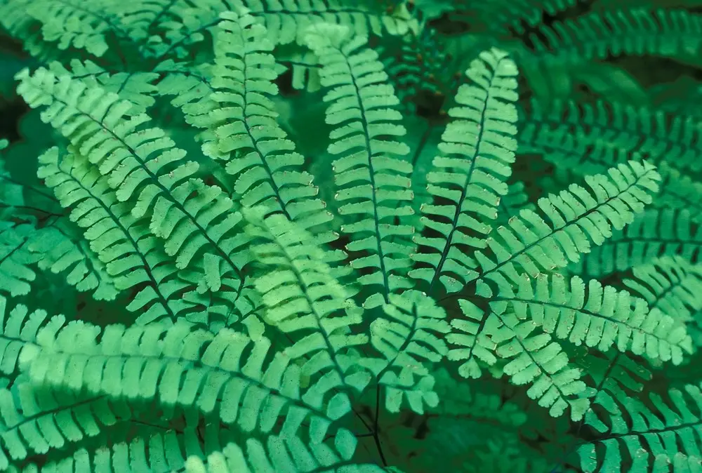 Adiantum pedatum – w donicy wymaga osłony i zacisznego miejsca.