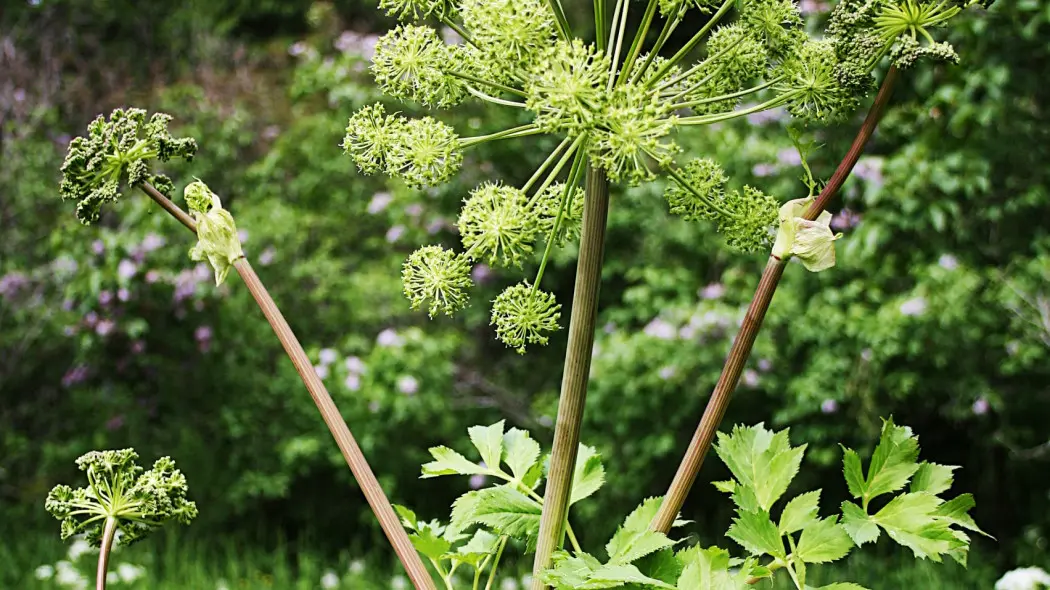 Arcydzięgiel (Angelica archangelica) – dwuletni, ale mrozoodporny; głęboka donica.