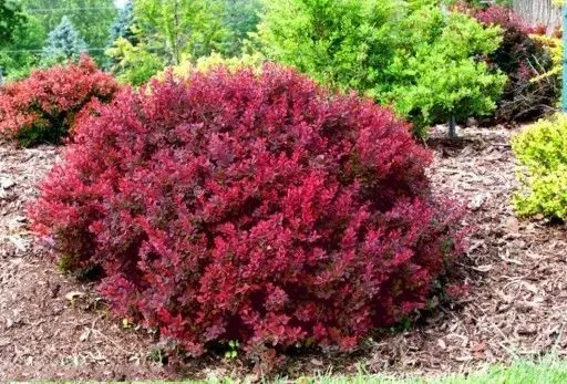 Atropurpurea Nana – forma karłowa, do donic.