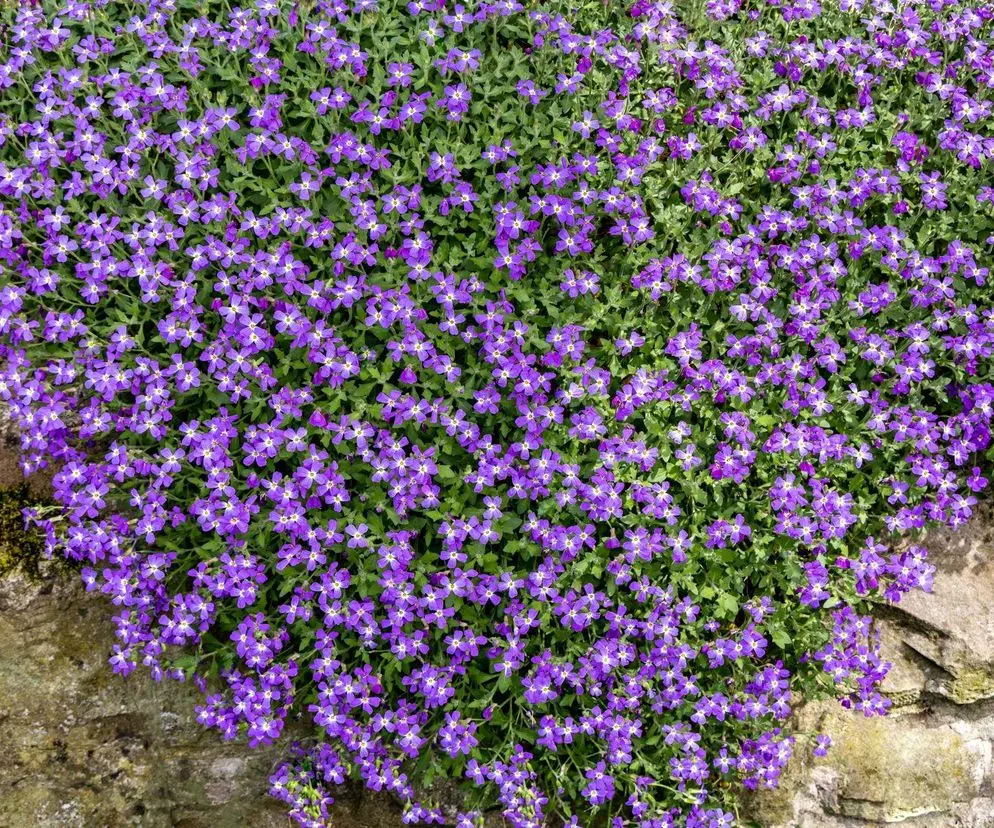 Aubrecia – żagwin ogrodowy, niska bylina do donic, mrozoodporna.