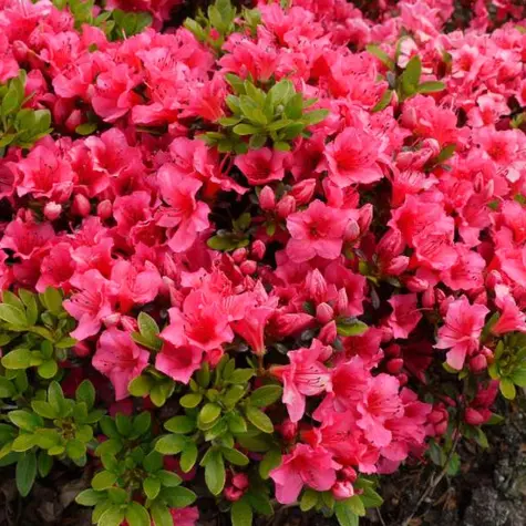 Azalia japońska Allotria