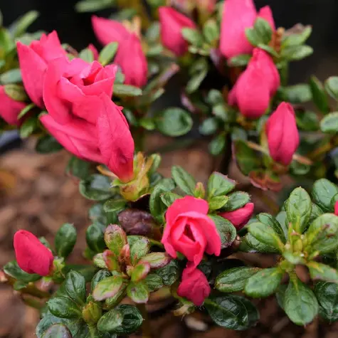 Azalia japońska Anouk