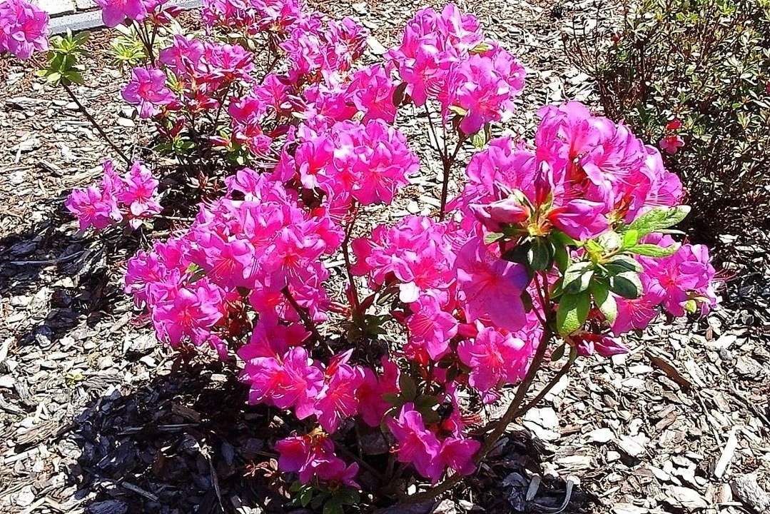 Azalia japońska ‘Rubinstern’