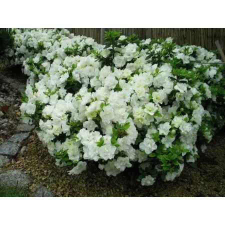 Azalia japońska ‘Schneeperle’