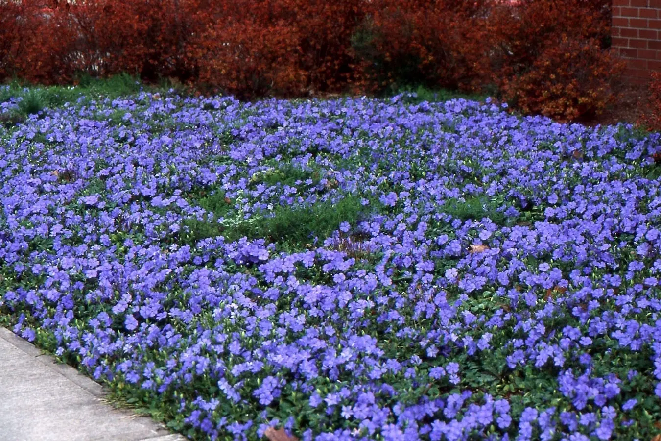 Barwinek pospolity (Vinca minor) – zimozielony, pewniak do donic i półcienia.