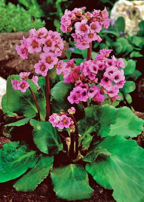 Bergenia sercolistna – liściowy pewniak do donic, kwitnie wiosną.
