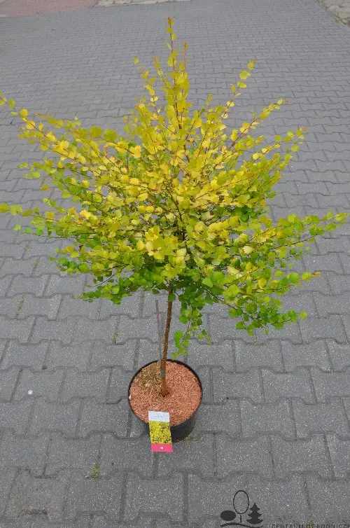 Betula nana – brzoza karłowa, bardzo odporna.