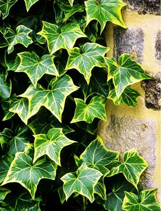 Bluszcz pospolity (Hedera helix)