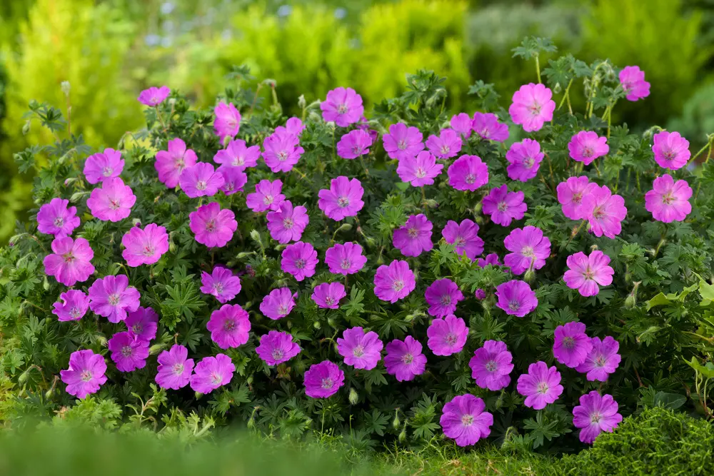 Bodziszka ‘Max Frei’.