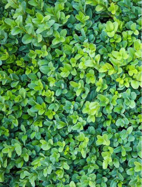 Bukszpan ‘Blauer Heinz’