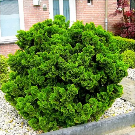 Chamaecyparis obtusa ‘Nana Gracilis’ – klasyk bonsai/mini.