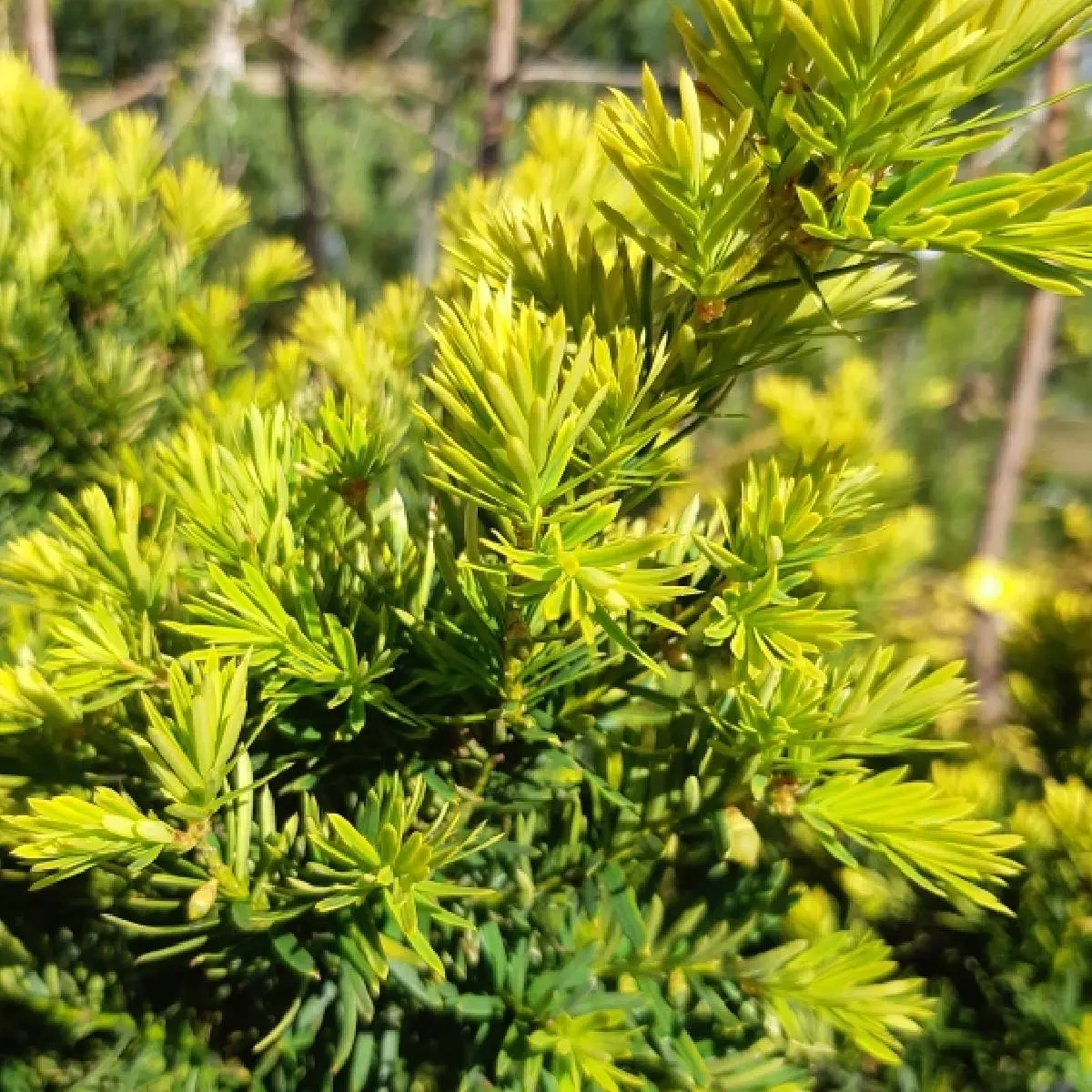 Cis japoński ‘Aurescens’.