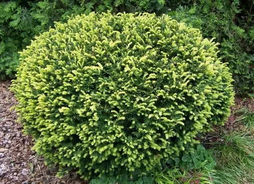 Cis pospolity ‘Elegantissima’.