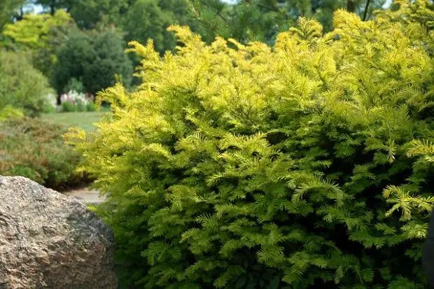 Cis pospolity ‘Goud Elsje’.