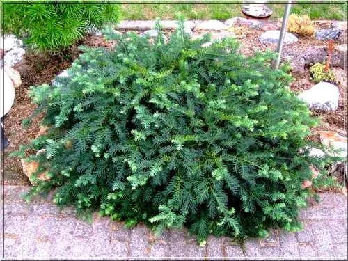 Cis pospolity ‘Repandens’.