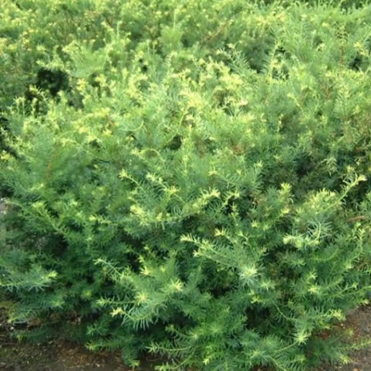 Cis pośredni ‘Fairview’.