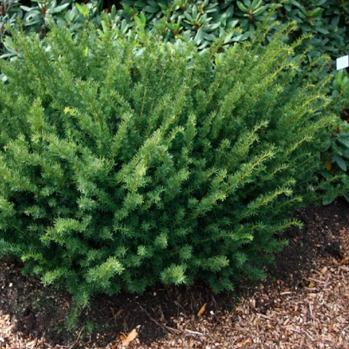 Cis pośredni ‘Farmen’.