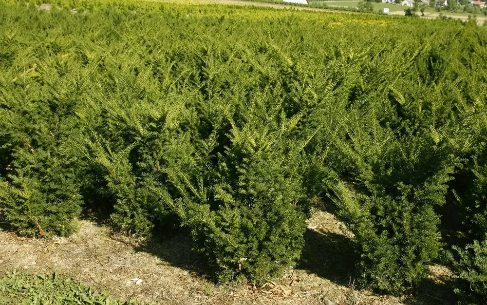 Cis pośredni ‘Groenland’.