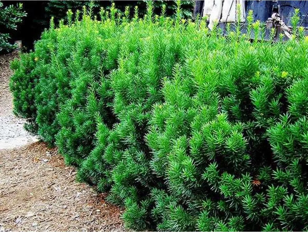 Cis pośredni ‘Hicksii’.