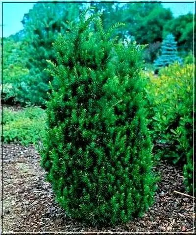 Cis pośredni ‘Hillii’.