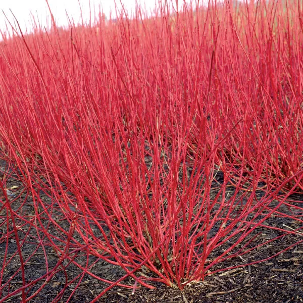 Cornus alba ‘Sibirica’ – intensywnie czerwone pędy.