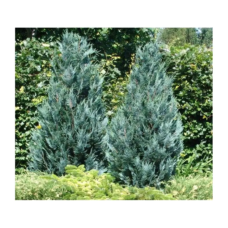 Cyprysik Lawsona ‘Alumii’.