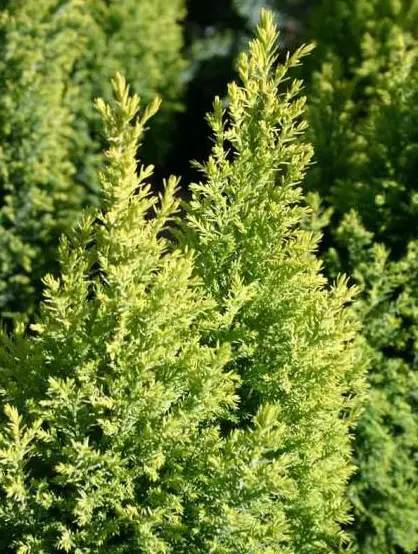 Cyprysik Lawsona ‘Ellwoodii Gold’.