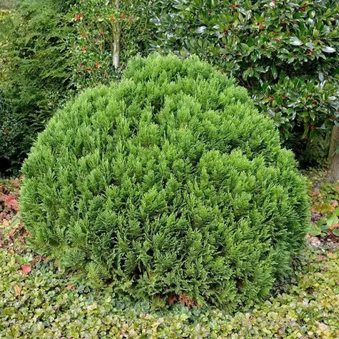 Cyprysik Lawsona ‘Globosa’.