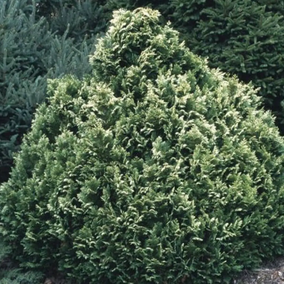 Cyprysik Lawsona ‘Pygmaea Argentea’.