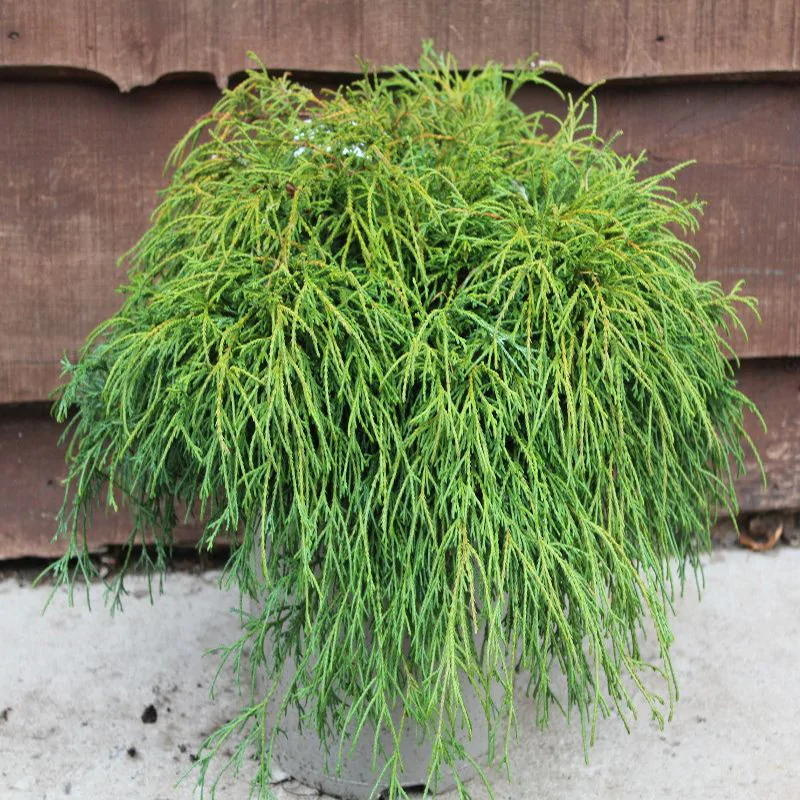 Cyprysik groszkowy ‘Filifera Nana’.