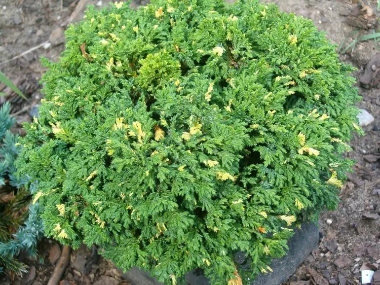 Cyprysik groszkowy ‘Gold Dust’.