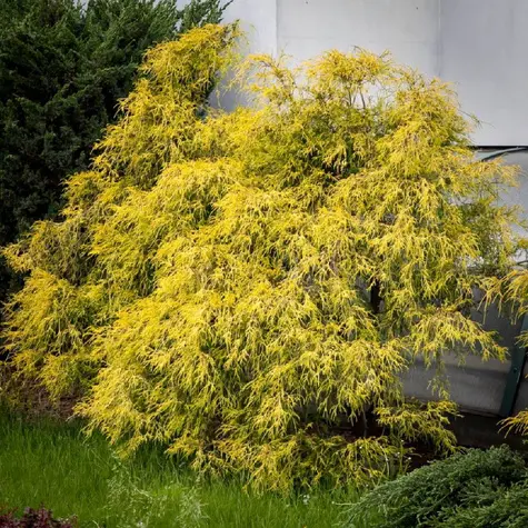 Cyprysik groszkowy ‘Nana Aurea’.